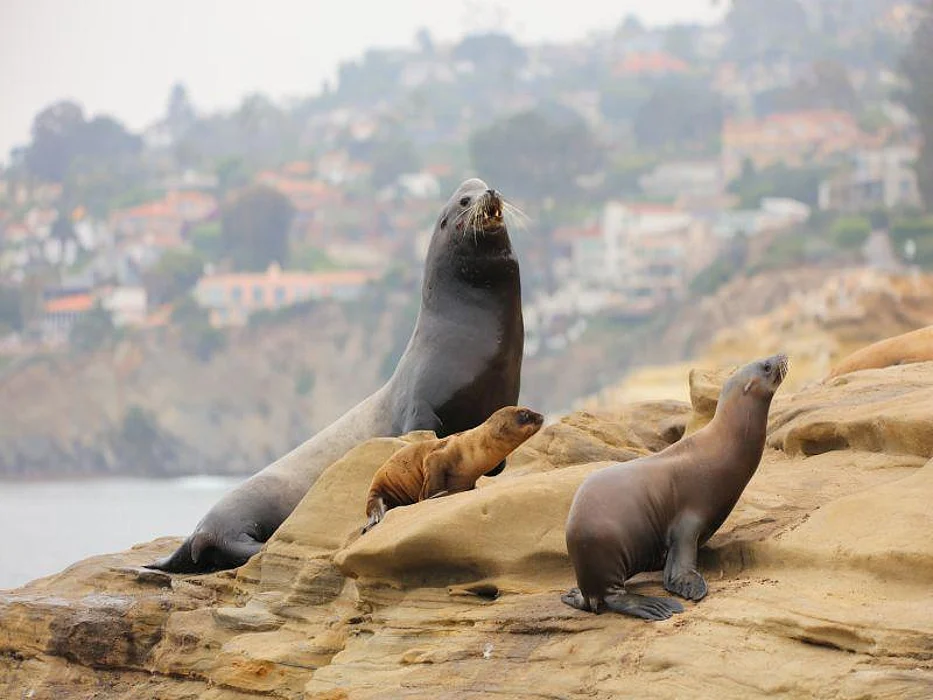 sea lion