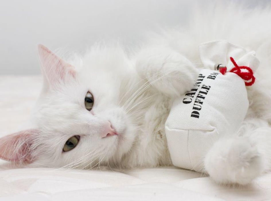 cat catnip feline white 