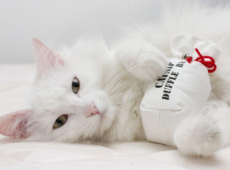 News Picture: Cats' Smart, Secret Reason for Loving Catnip