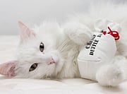 La hierba gatera podría ser el próximo repelente de mosquitos