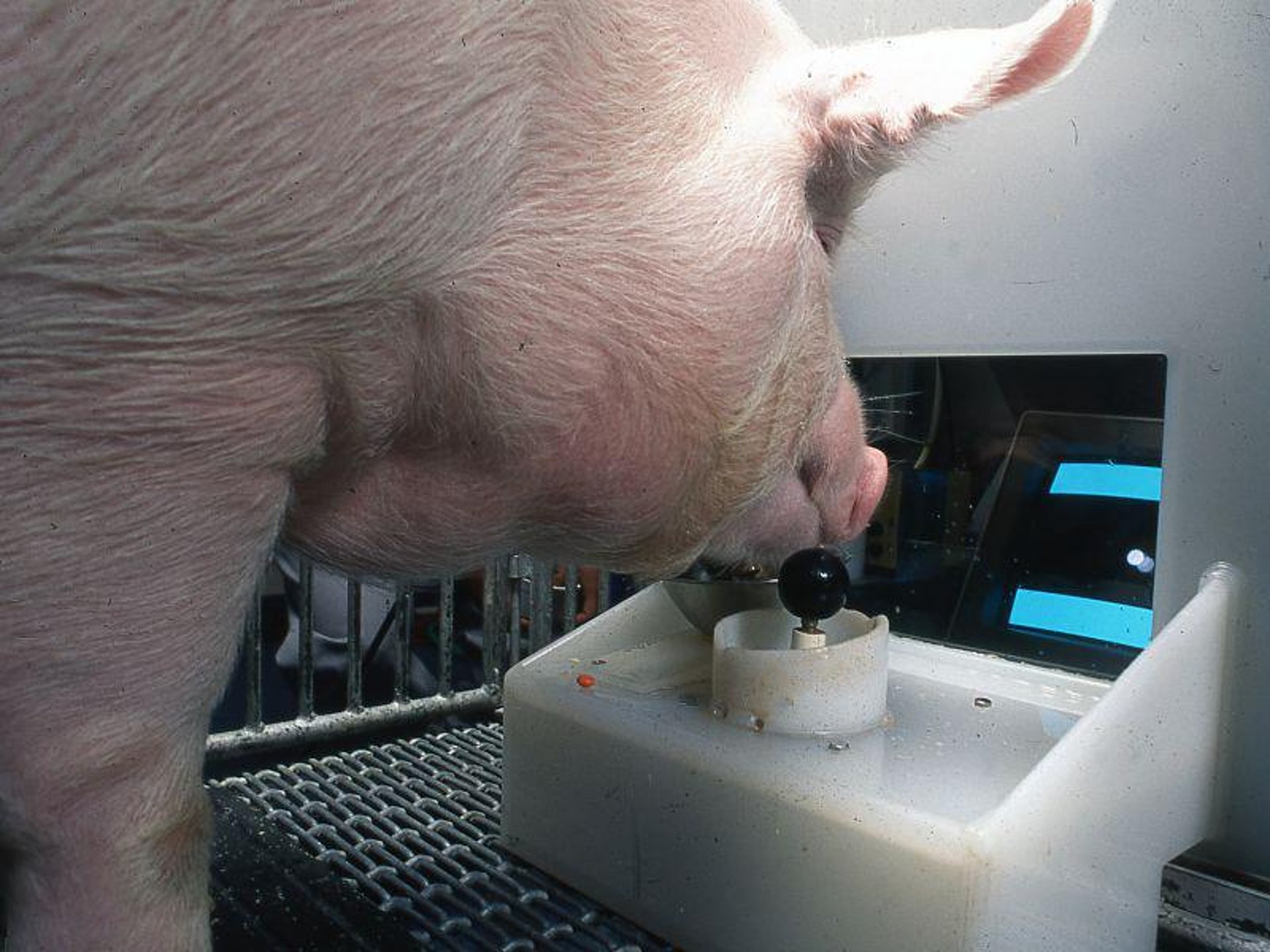 No Hams: Pigs Show Their Smarts in Complex Experiments thumbnail