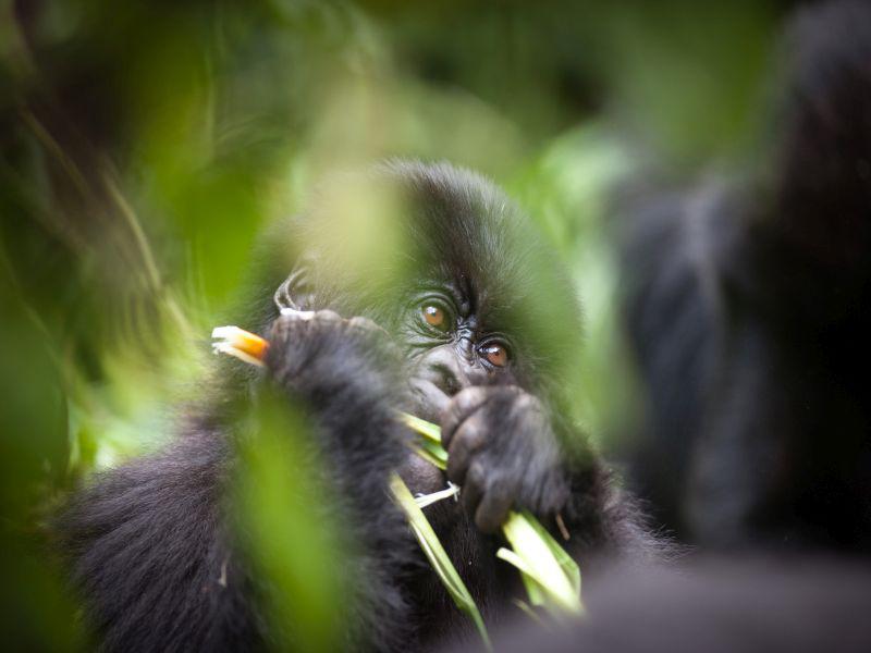 Maskless Tourists Could Pass COVID-19 to Wild Gorillas