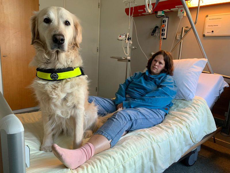 Assistance Dogs in Hospitals? New Study Gives Paws for Thought