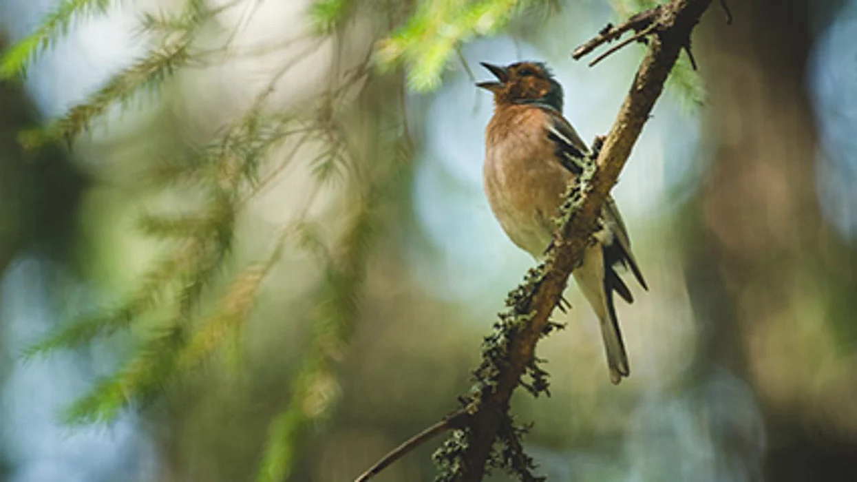 Un estudio halló que escuchar los sonidos de la naturaleza tiene beneficios importantes para la salud