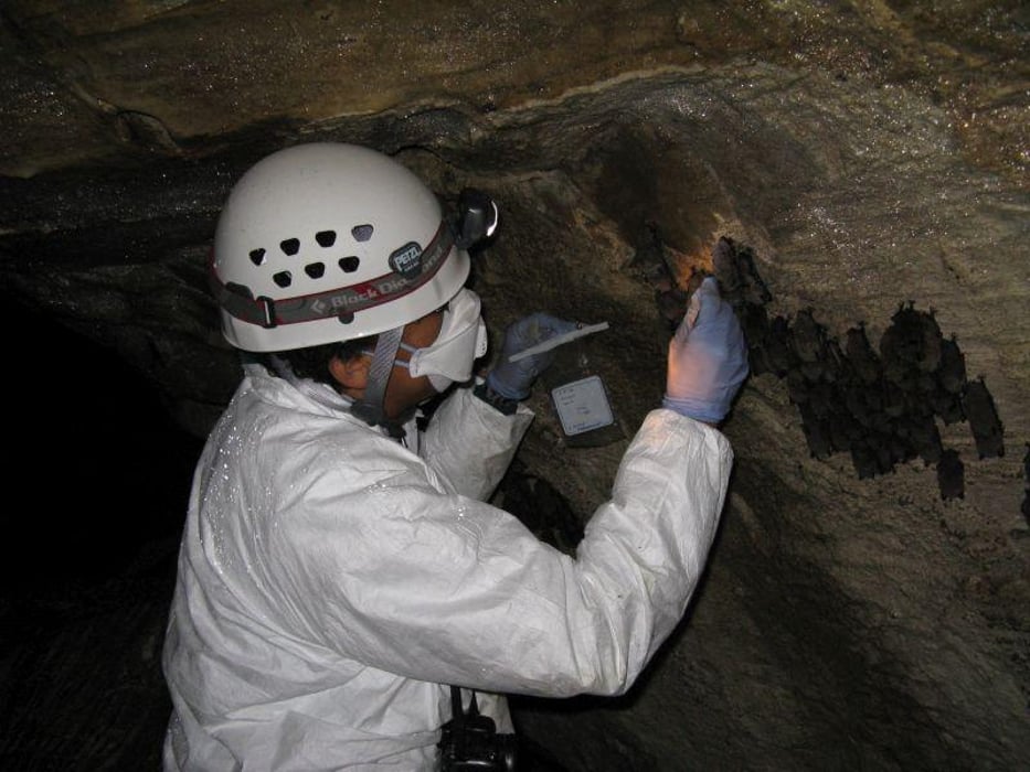 USGS researcher Kimberli Miller  Vermont bat cave
