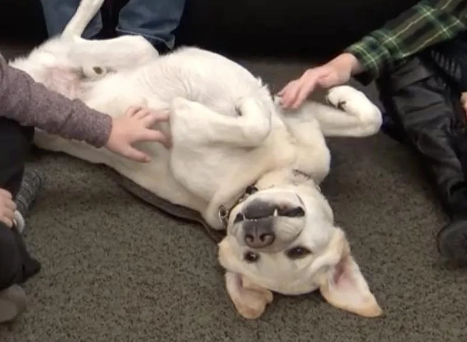 Enzo dog therapy