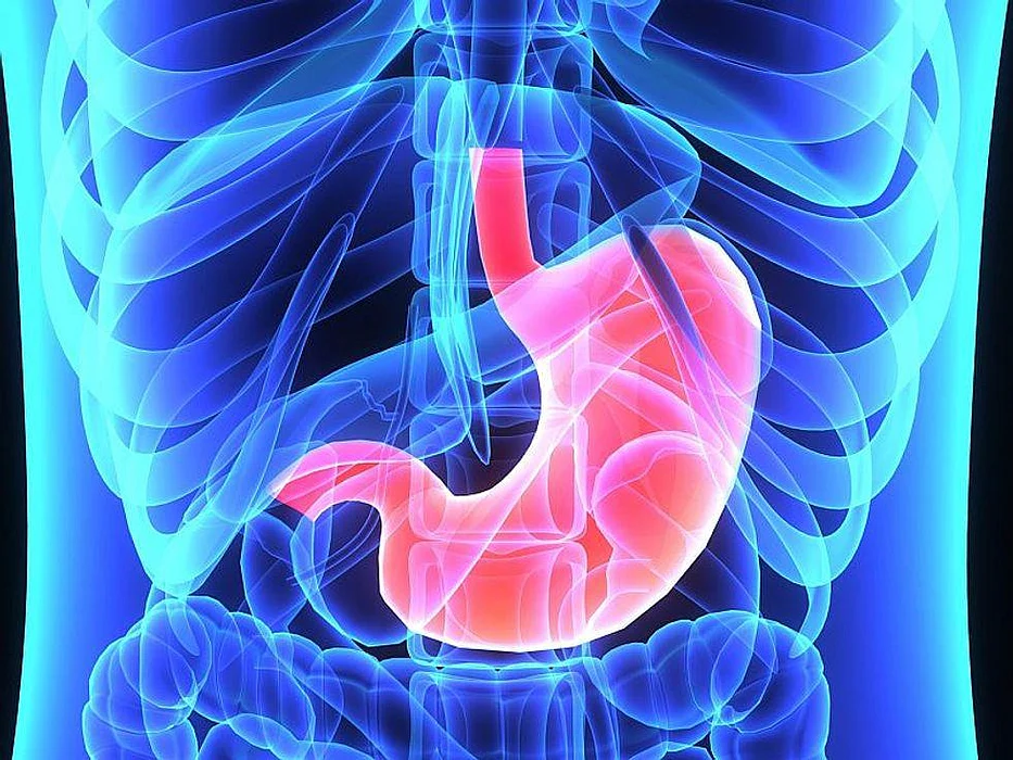 stomach