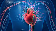 A Healthier Heart Might Make You Smarter