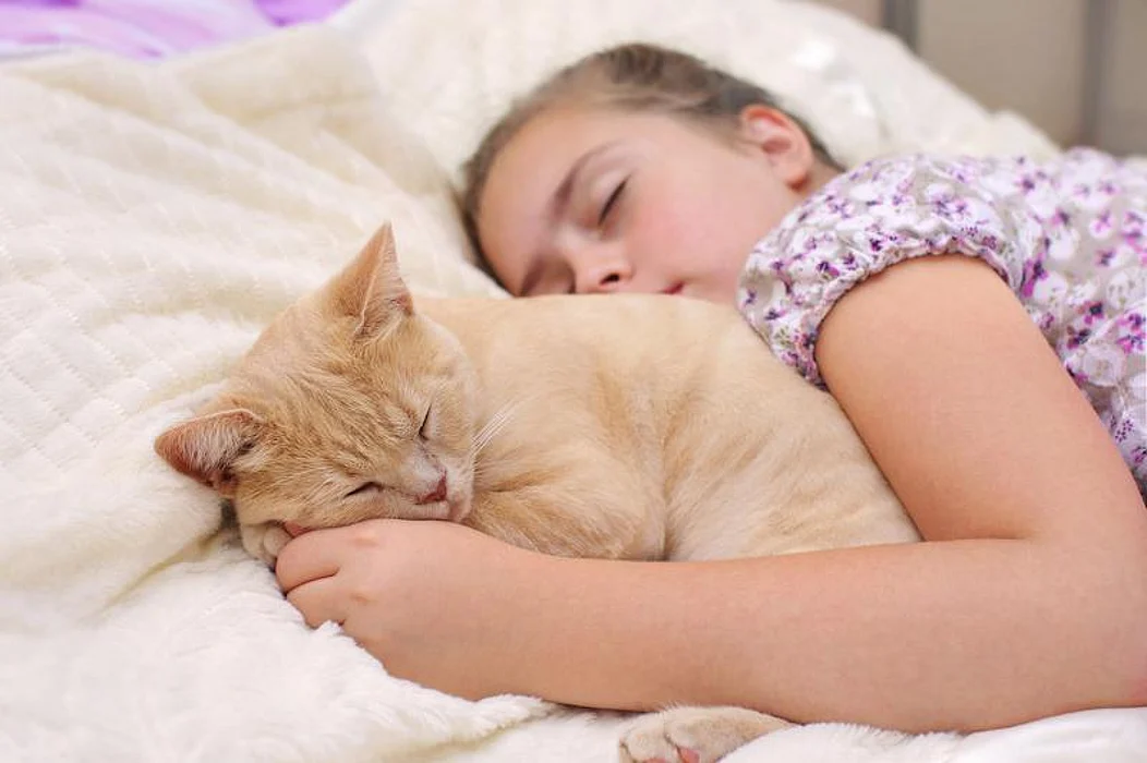 sleep pet cat