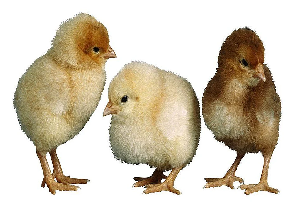 chicks