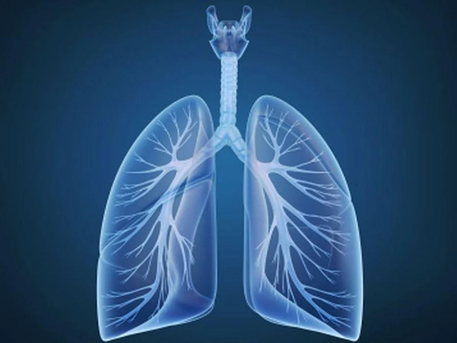 lungs