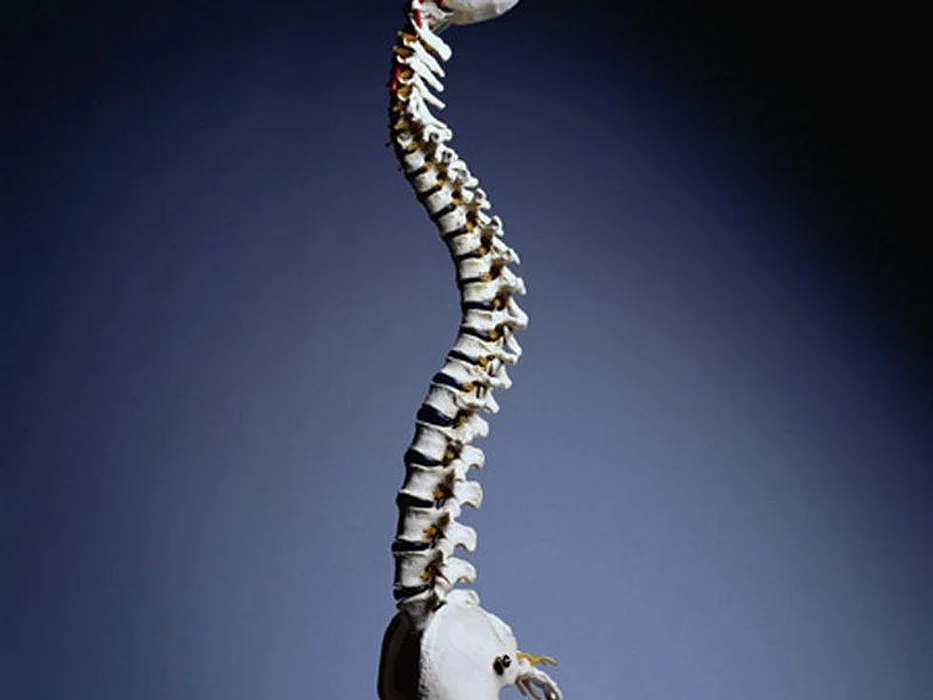 spine