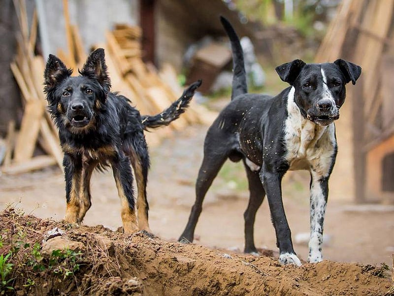 Dog Bites More Common on Hot, Hazy Days