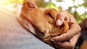 Anxious Humans Often Have Anxious Dogs, Study Finds