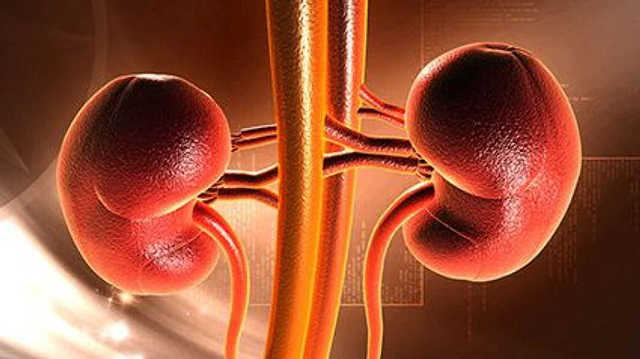 kidney
