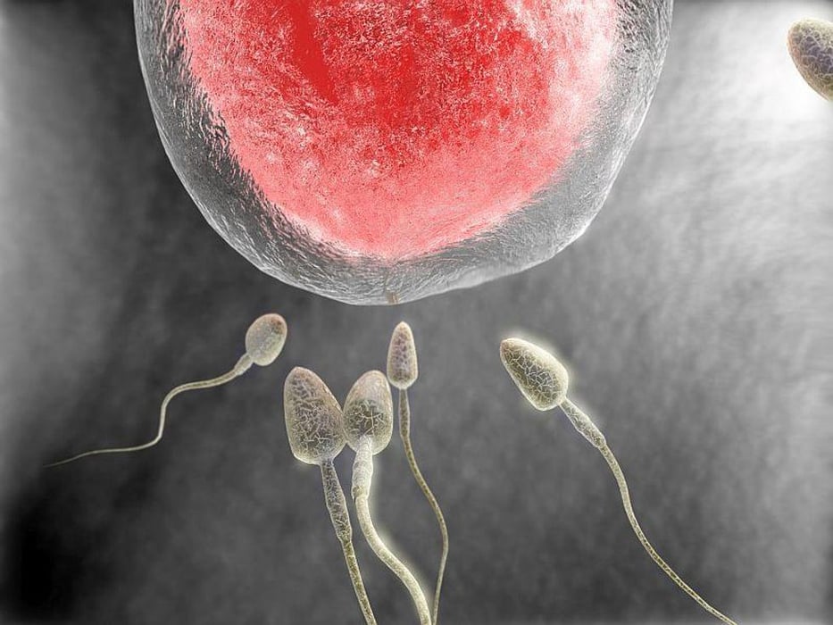 human sperm and egg