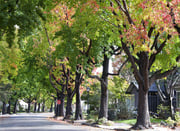 How Much Do Trees Lower Urban Temperatures?