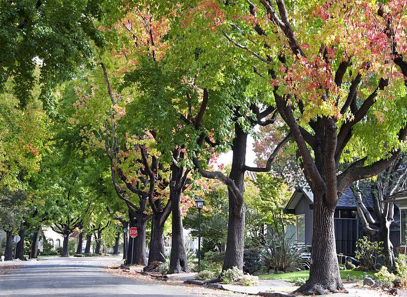 How Much Do Trees Lower Urban Temperatures?