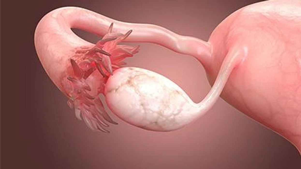 reproductive system in woman