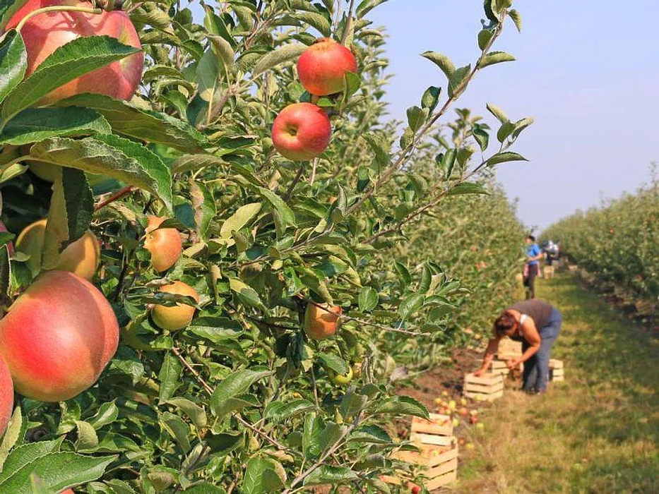 apple orchard