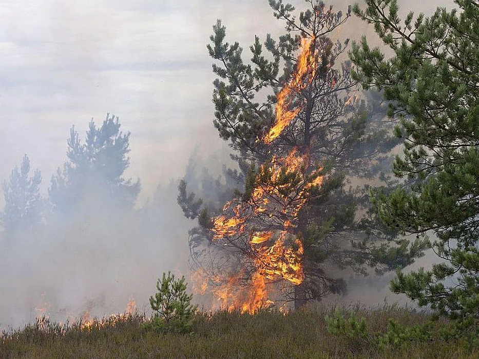 wildfire