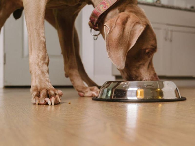 Your Pet's Food Bowl Is a Big Infection Risk