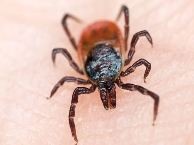 News Picture: Gene Editing on Ticks Promises Insights Into Disease Prevention