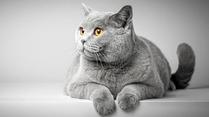 Cats Might Be Purrfect Model for Human Genetics Research