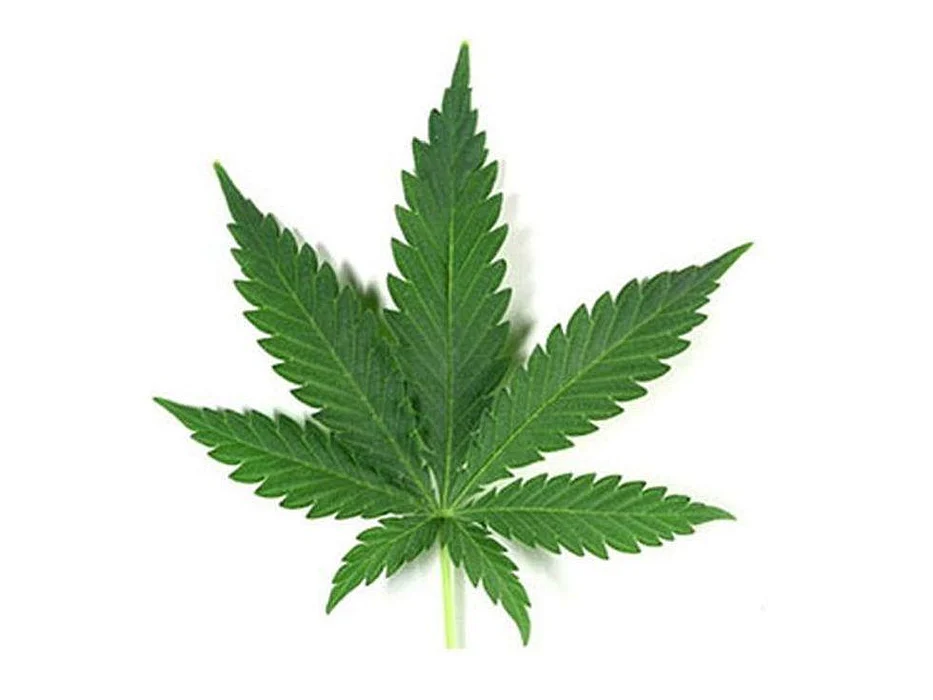 marijuana leaf