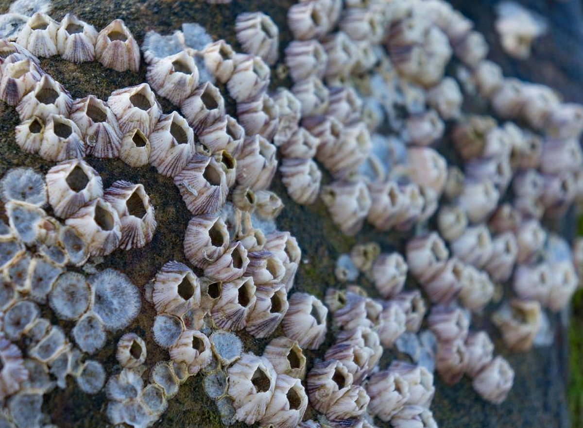  Barnacles Inspire a Better Way to Seal Off Wounds