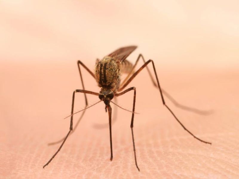 Malaria Cases in Florida, Texas Are First U.S. Spread in 20 Years