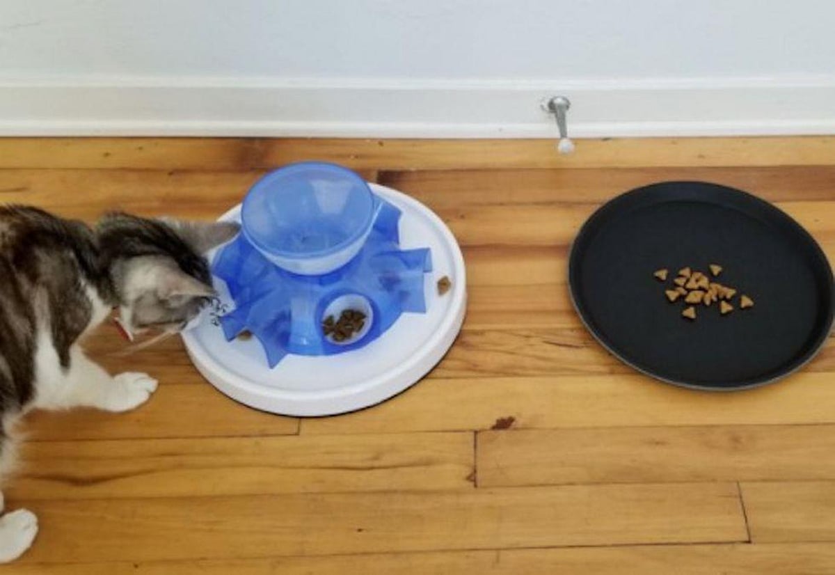 News Picture: Humans, Take Note: Cats Prefer the Lazy Way to Dinner