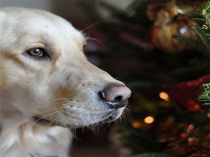 Imagen de noticia: Los dueños pueden jugar un papel importante en el comportamiento problemático de los perros