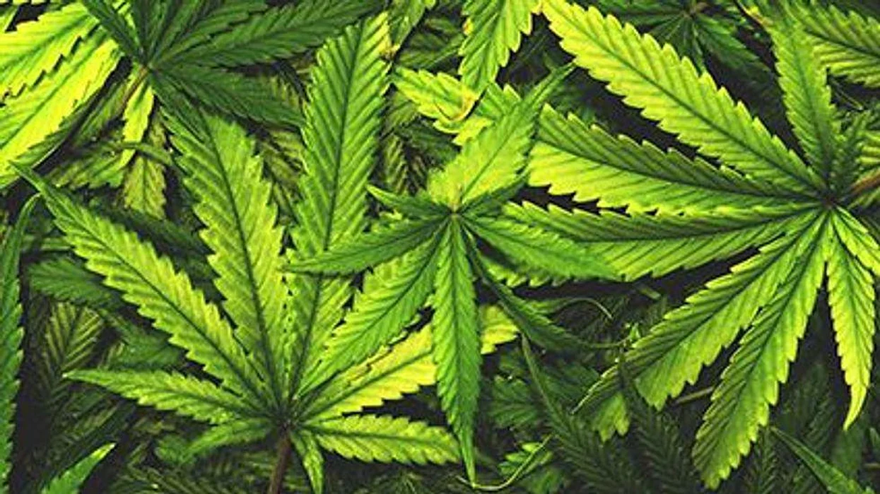 marijuana leaves