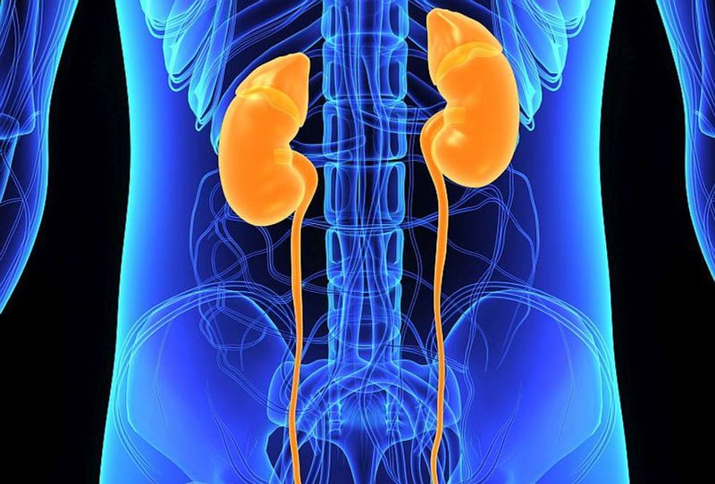 News Picture: When Kidney Transplant Fails, Trying Again Is Best Option: Study