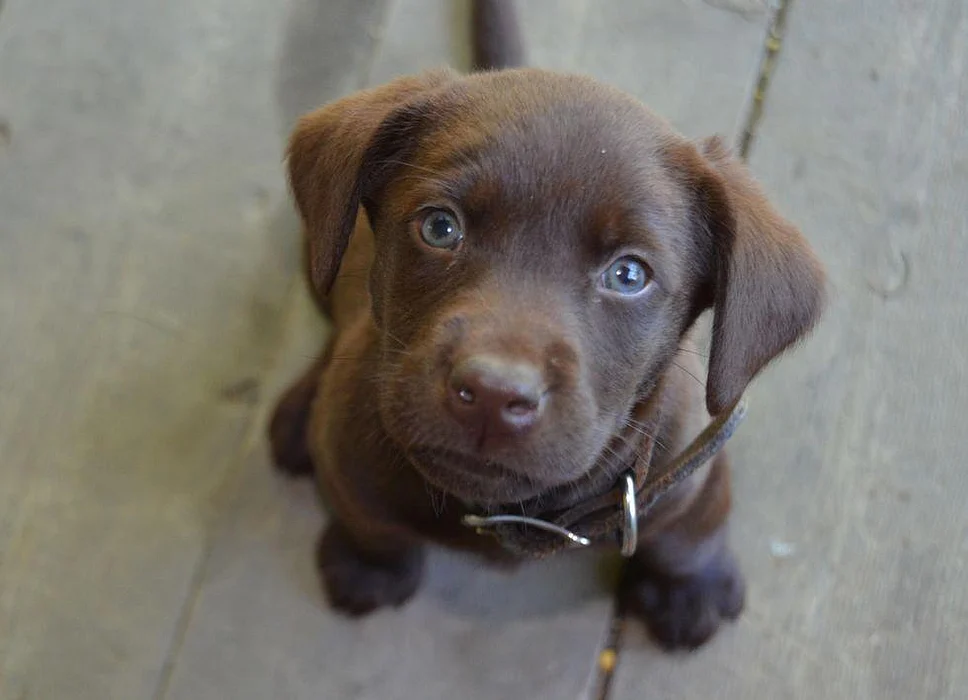 puppy