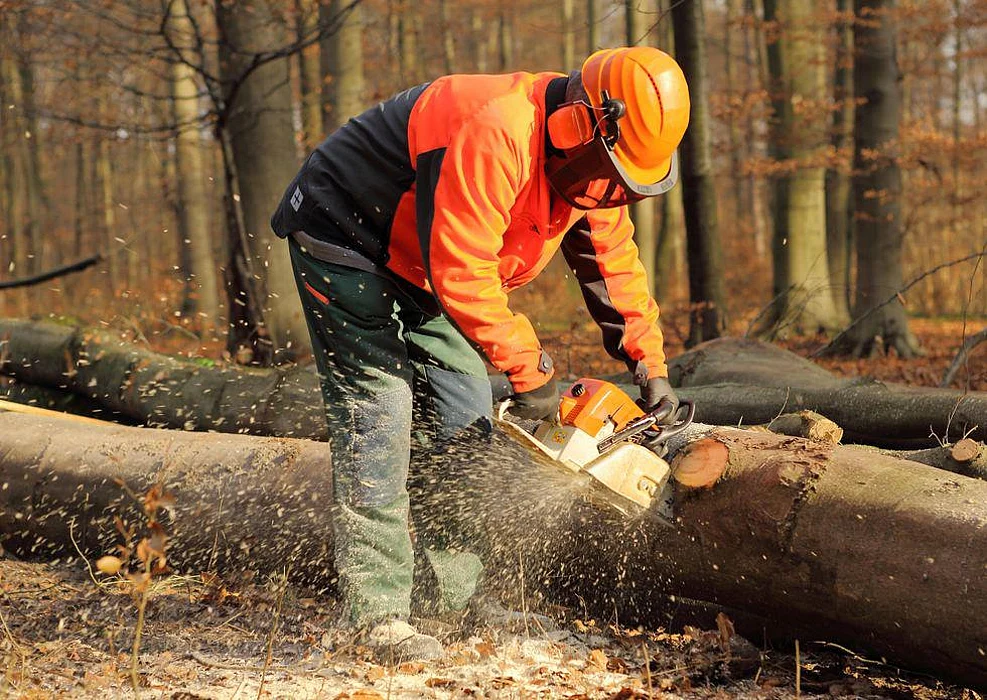 logging