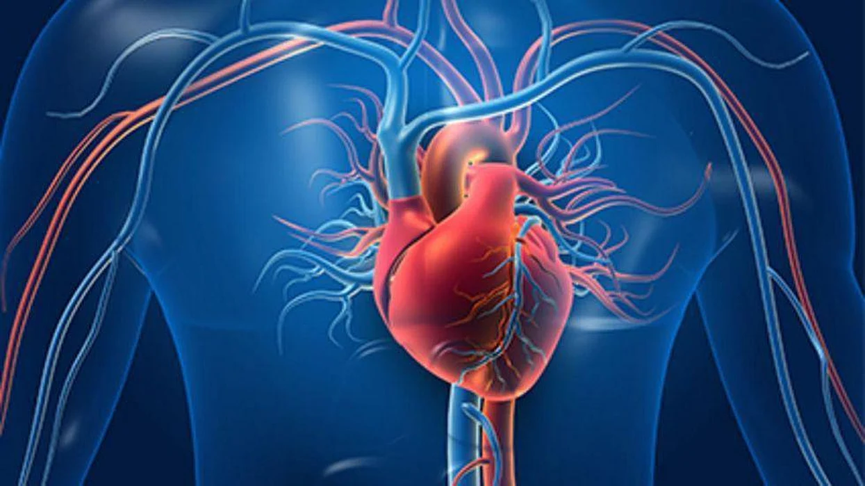 heart chest thoracic