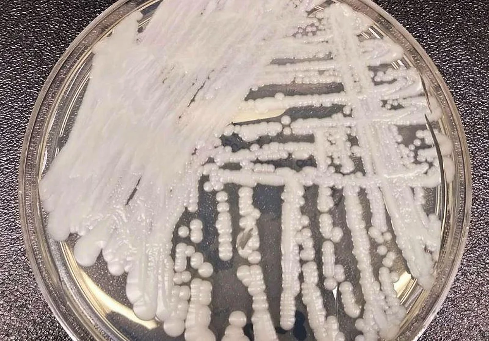 Candida auris fungal organisms