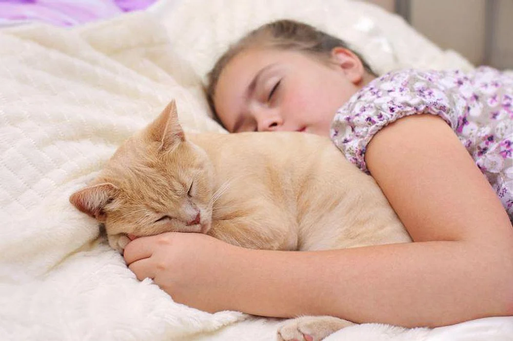 sleep pet cat