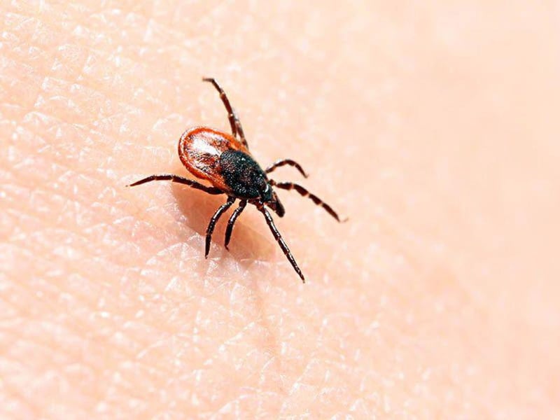 New Yezo Virus Disease in Ticks
