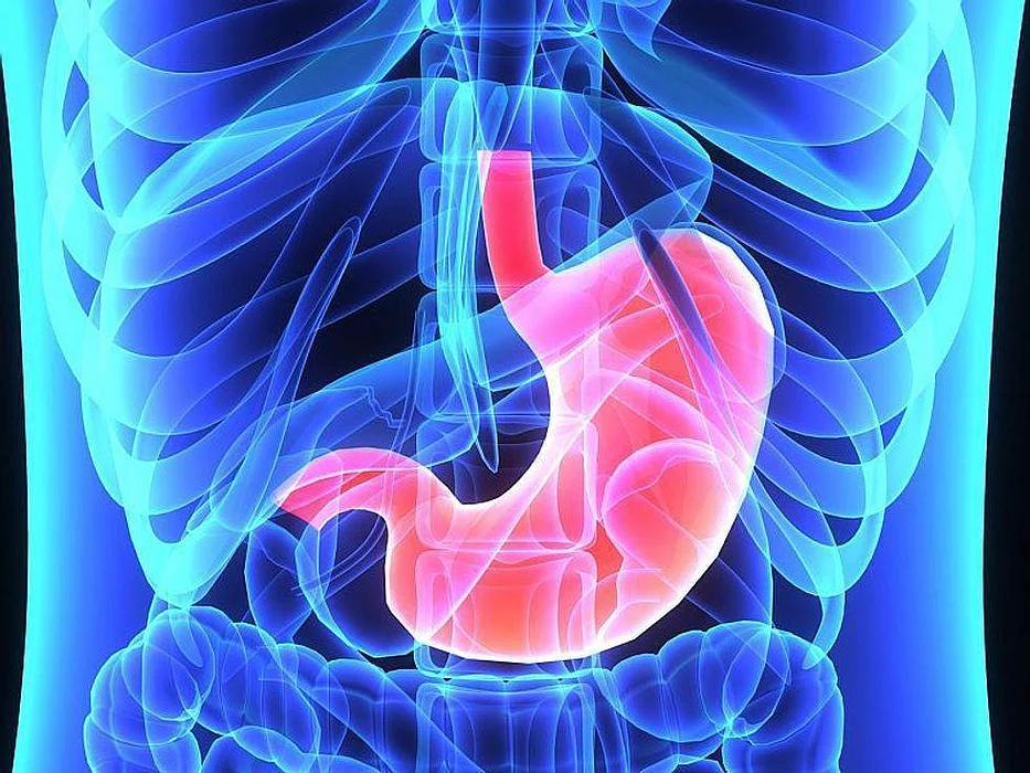 stomach
