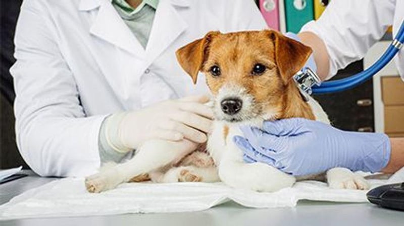 Common Dog Parasite Now Resistant to Drug Treatments