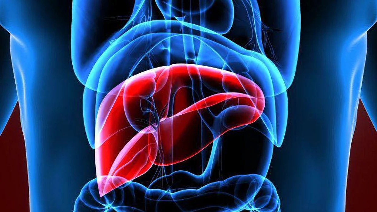 liver