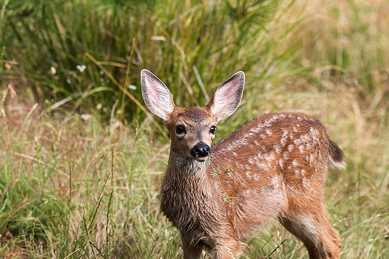 News Picture: Not Just COVID: Humans Pass Many Illnesses to Wild Animals