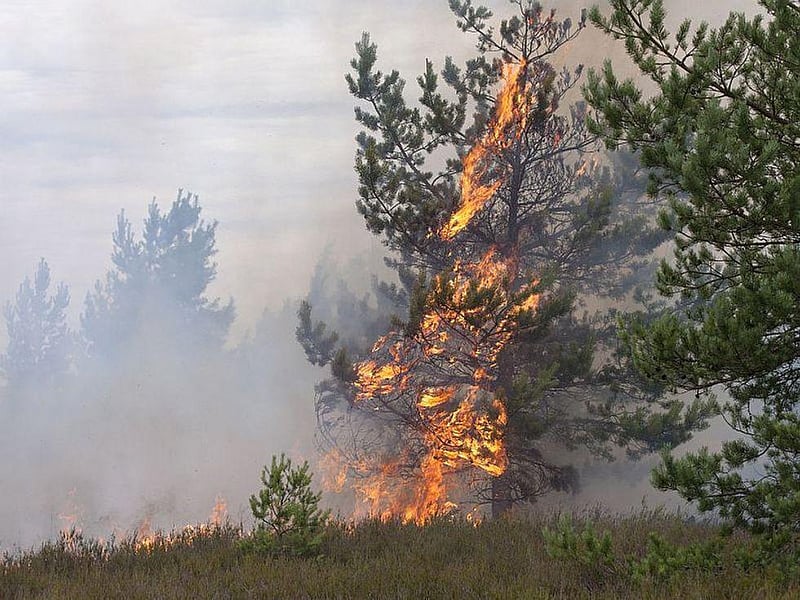 News Picture: Toxins in Wildfire Smoke May Make Their Way Into Brain