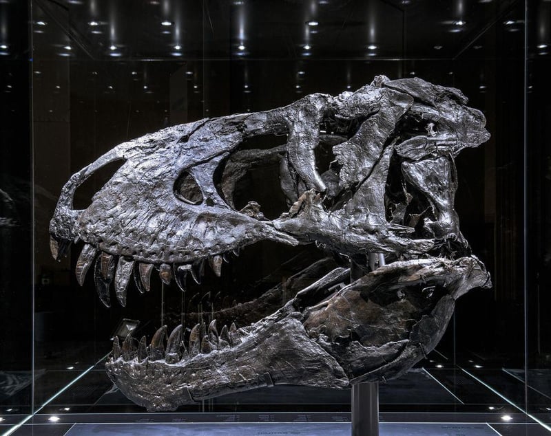 News Picture: Even T. Rex Had Bone Trouble