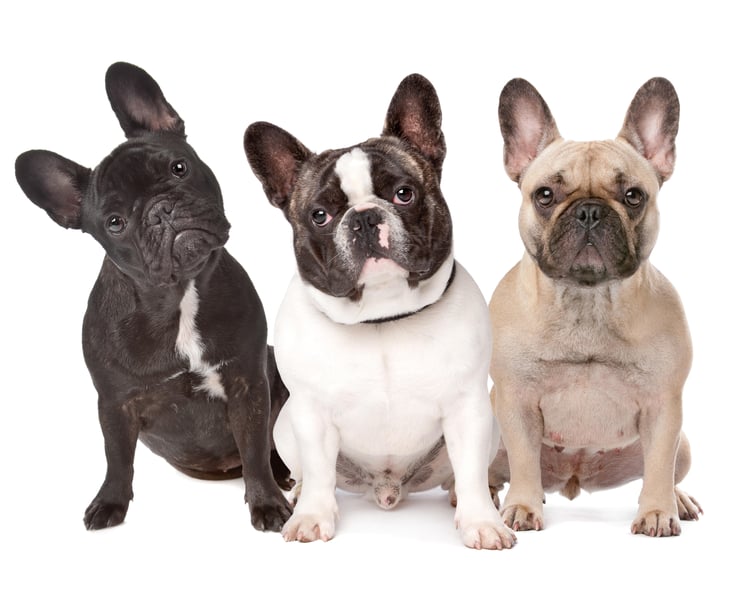 Highly Inbred, French Bulldogs Face Higher Odds for 20 Health Issues