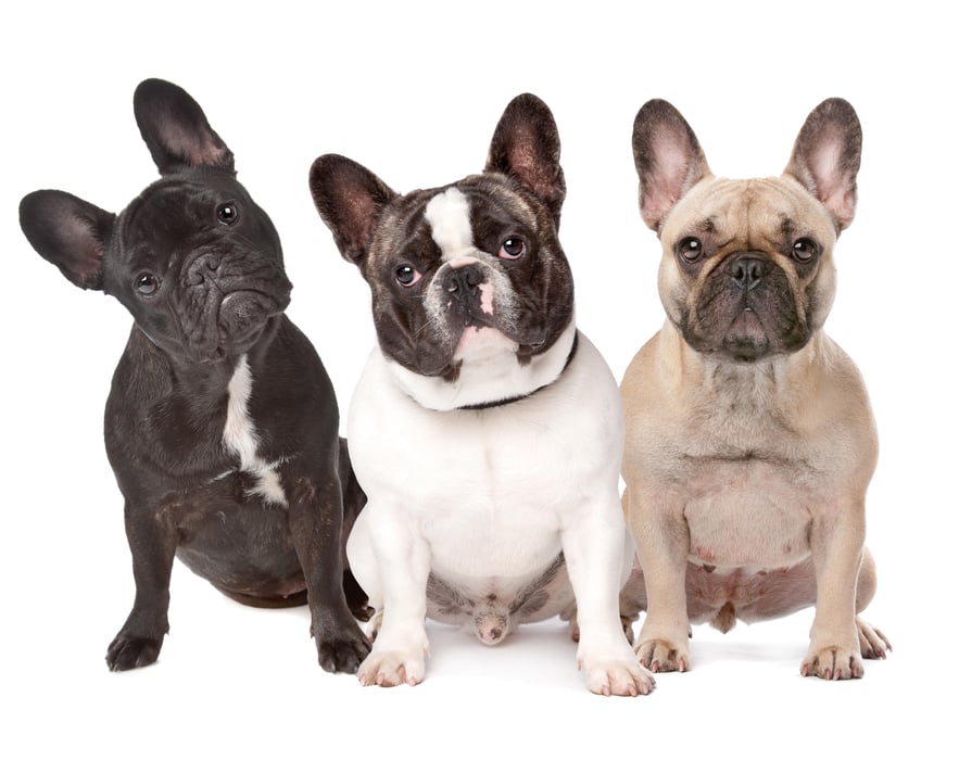 Highly Inbred, French Bulldogs Face Higher Odds for 20 Health Issues -  Consumer Health News | HealthDay