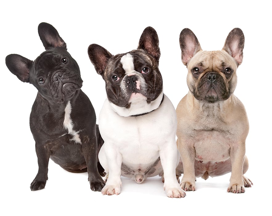 Highly Inbred, French Bulldogs Face Higher Odds for 20 Health Issues - Consumer Health News | HealthDay Highly Inbred, French Bulldogs Face Higher Odds for 20 Health Issues - Consumer Health News | HealthDay